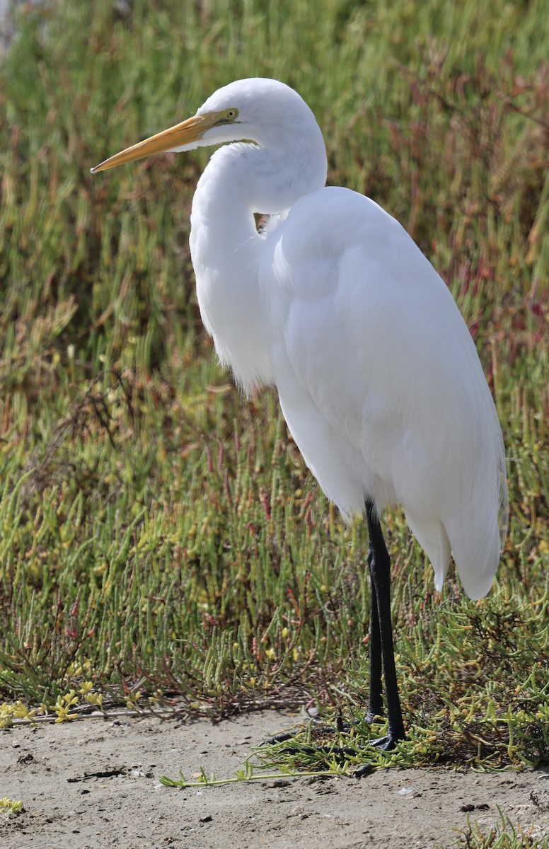 Grande Aigrette - ML643159987