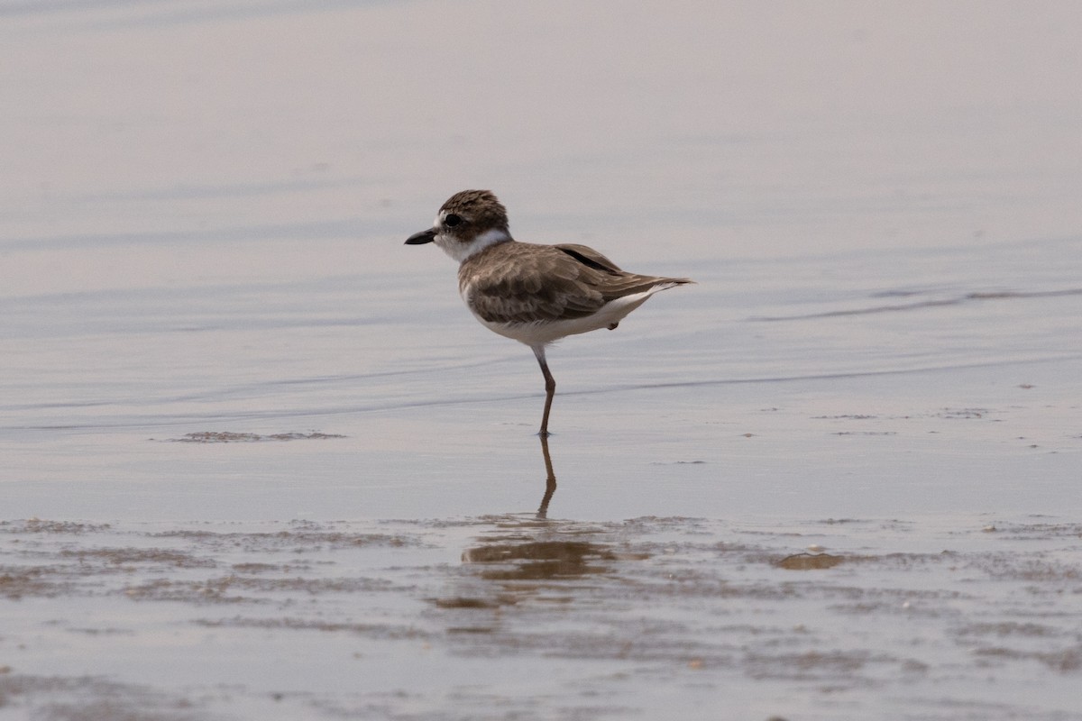 Semipalmated Plover - ML643160001