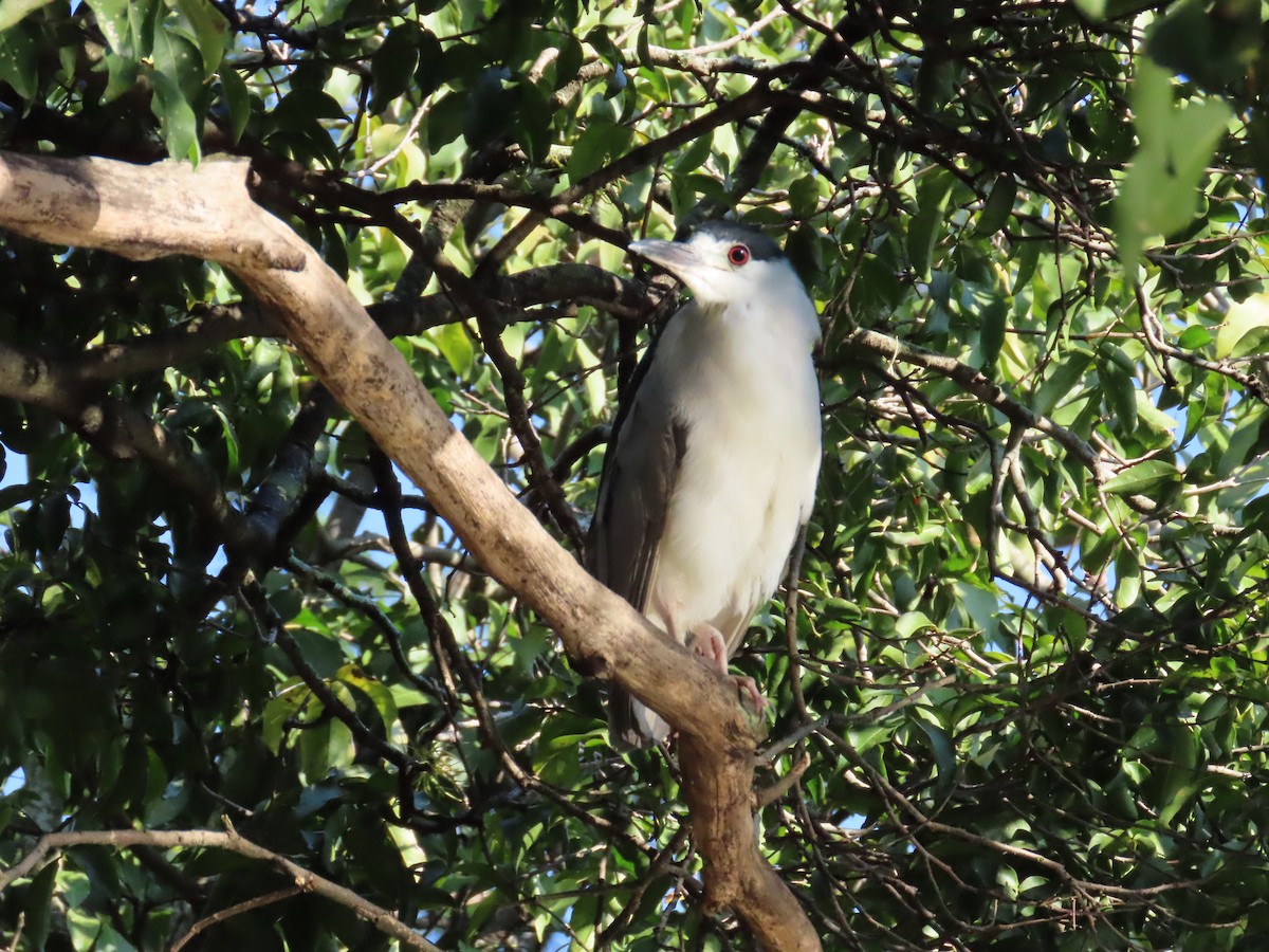 Black-crowned Night Heron - ML643160005