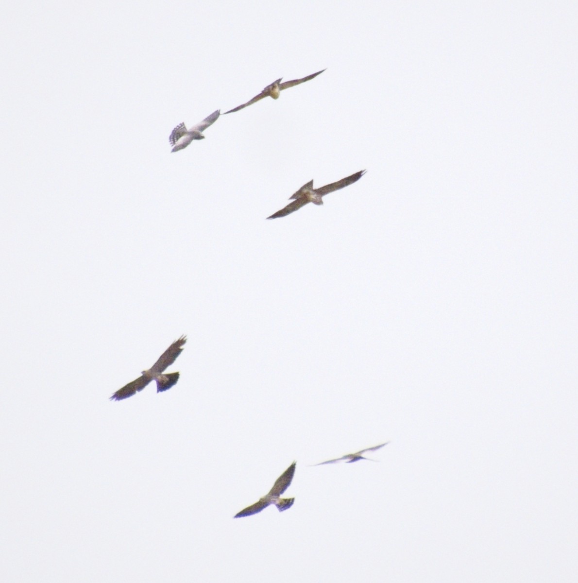 Mississippi Kite - ML643160008