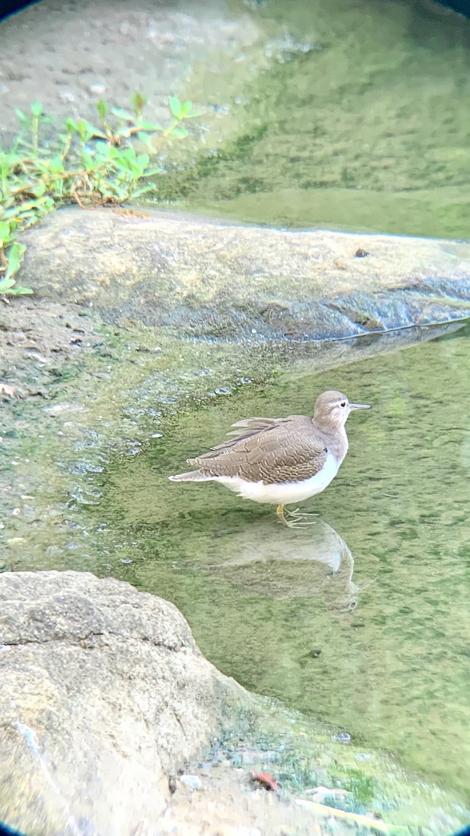 Common Sandpiper - ML643160035