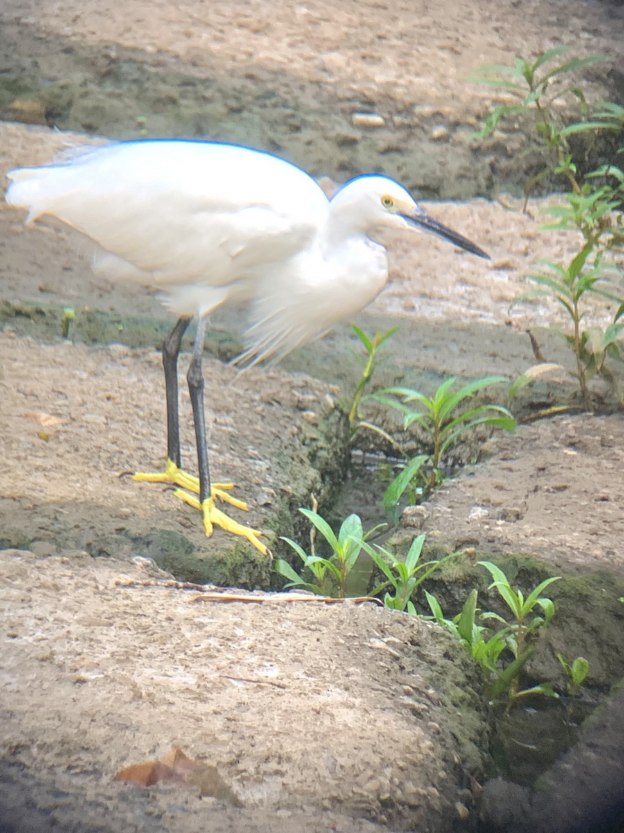 Little Egret - ML643160039