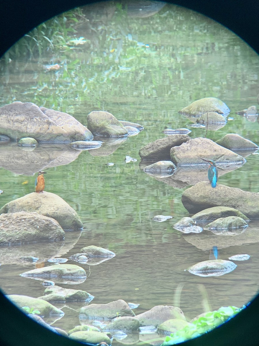 Common Kingfisher - ML643160044
