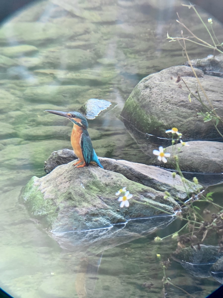 Common Kingfisher - ML643160047