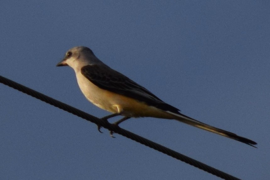 Scissor-tailed Flycatcher - ML643160050