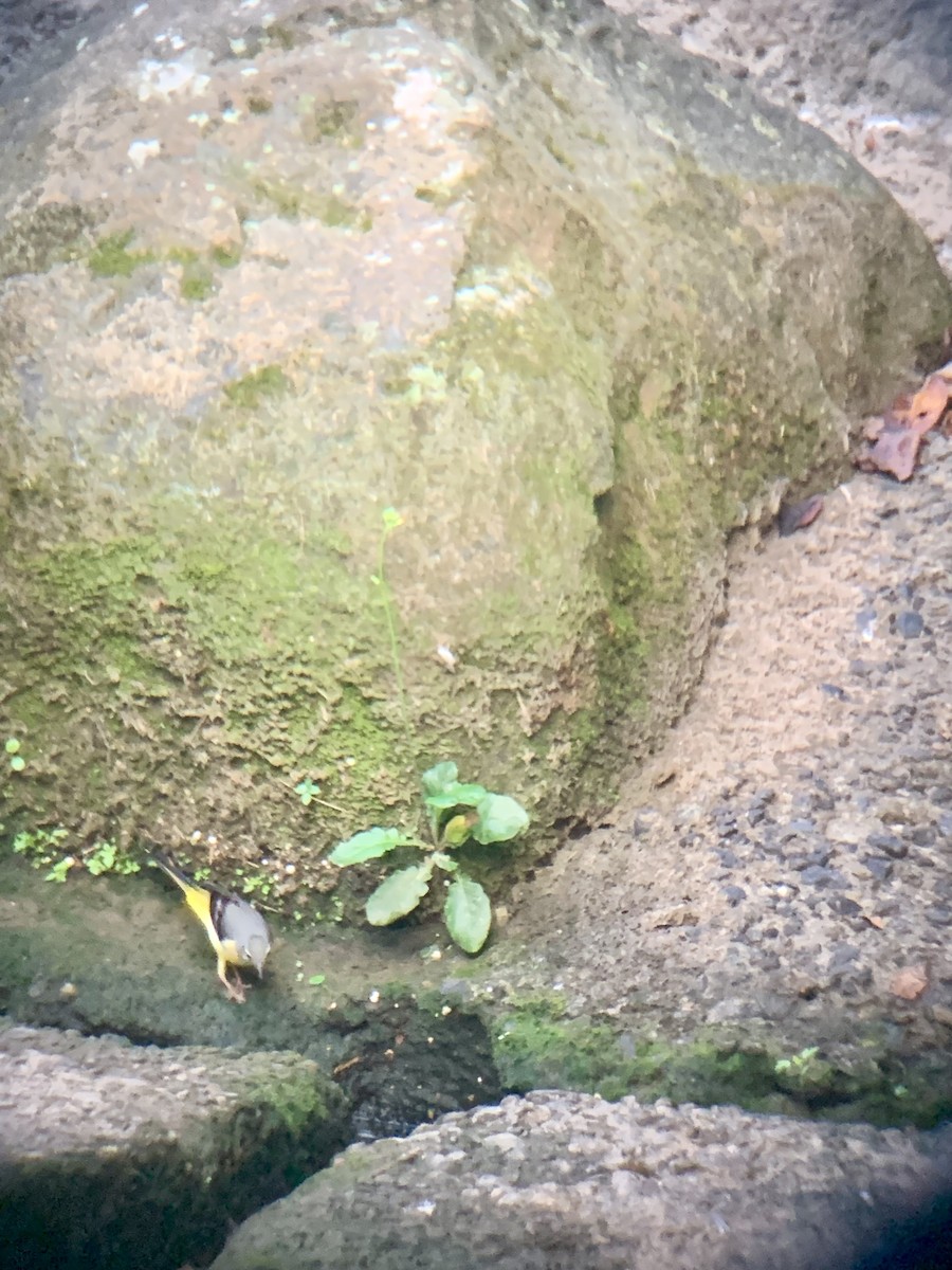 Gray Wagtail - ML643160058