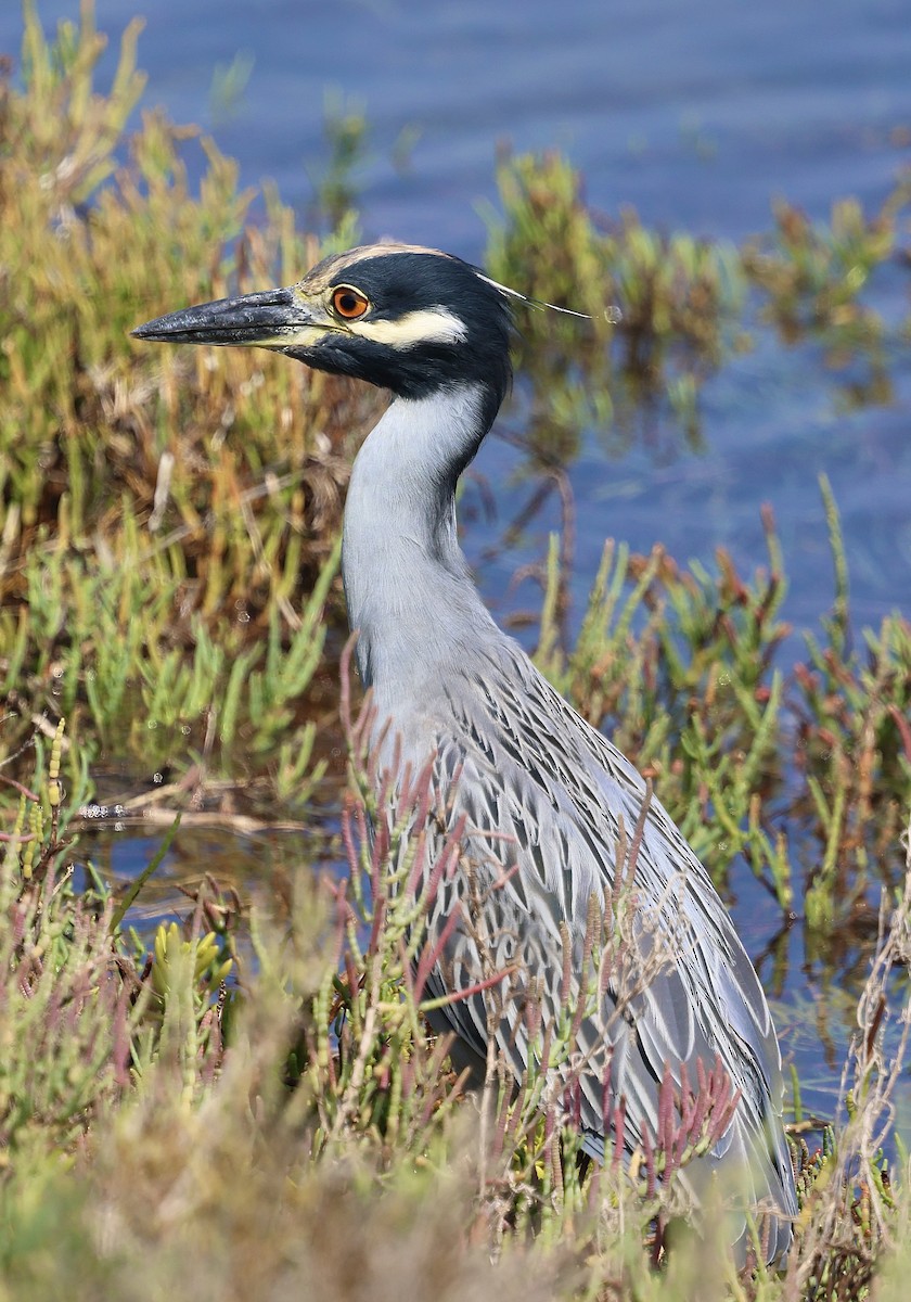 Yellow-crowned Night Heron - ML643160079