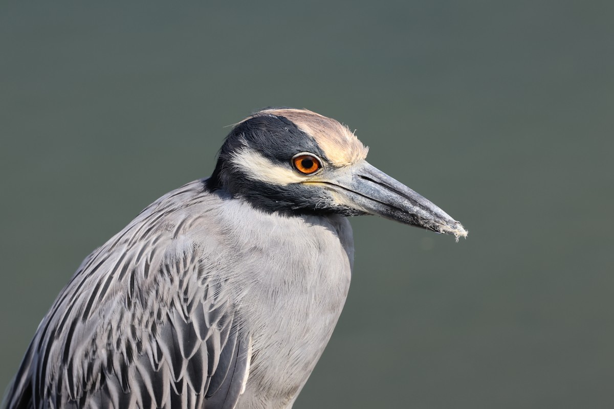 Yellow-crowned Night Heron - ML643160080