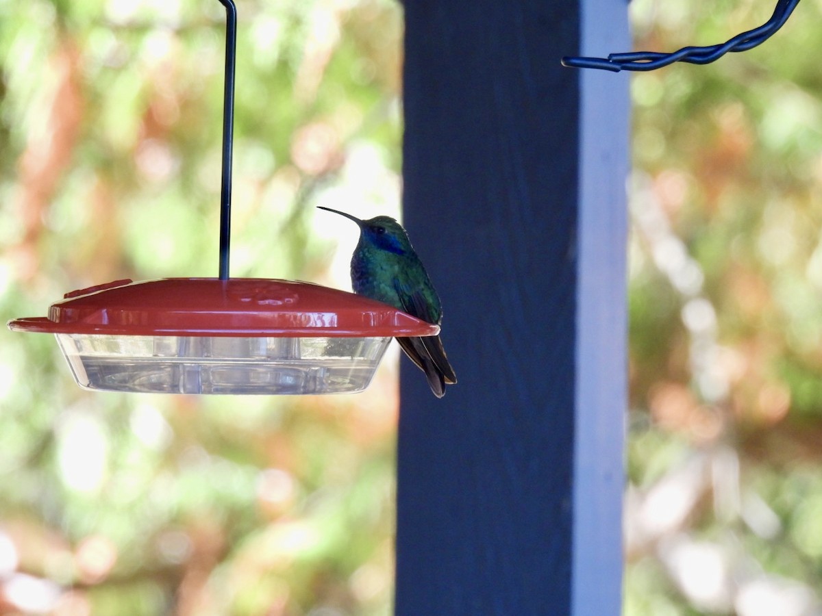 Colibri thalassin - ML643160084