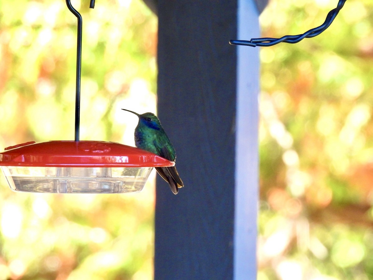 Colibri thalassin - ML643160085