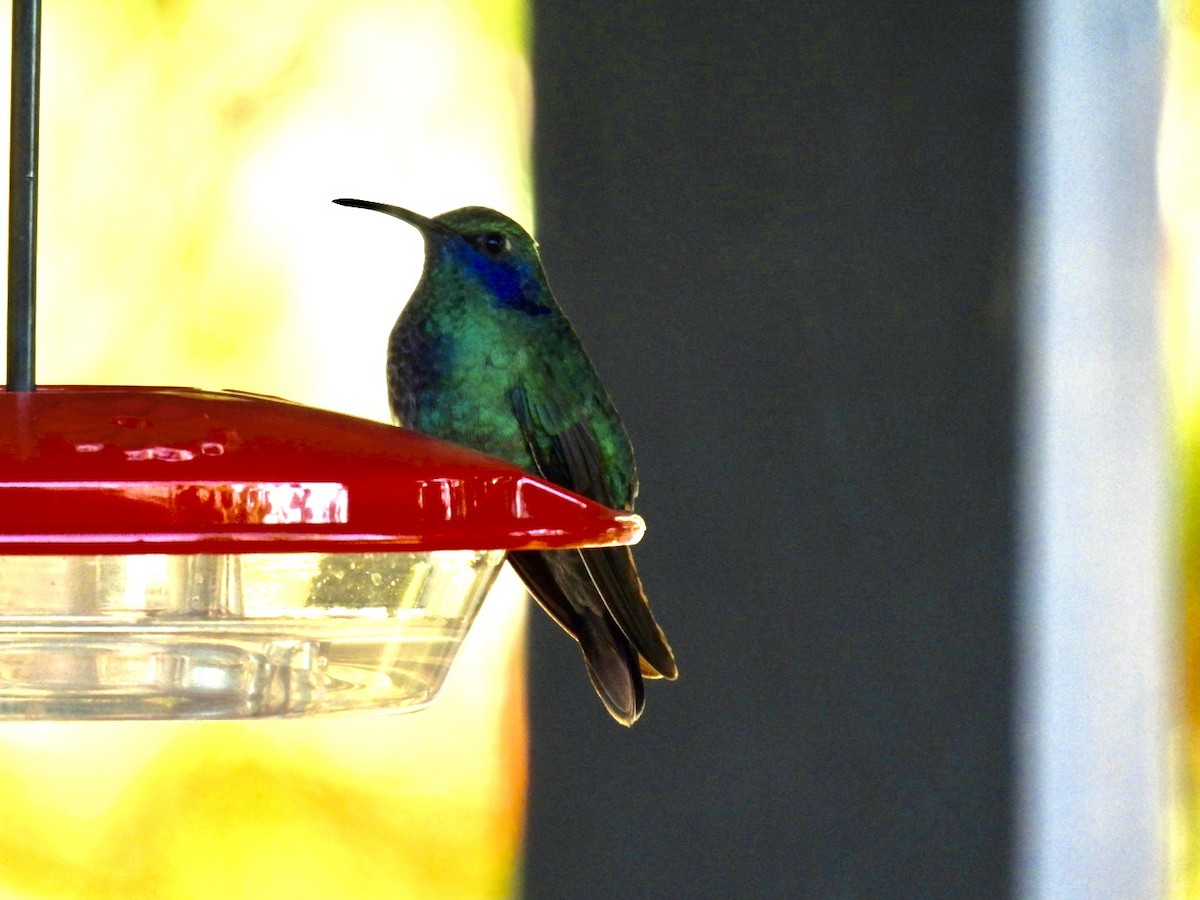 Colibri thalassin - ML643160086