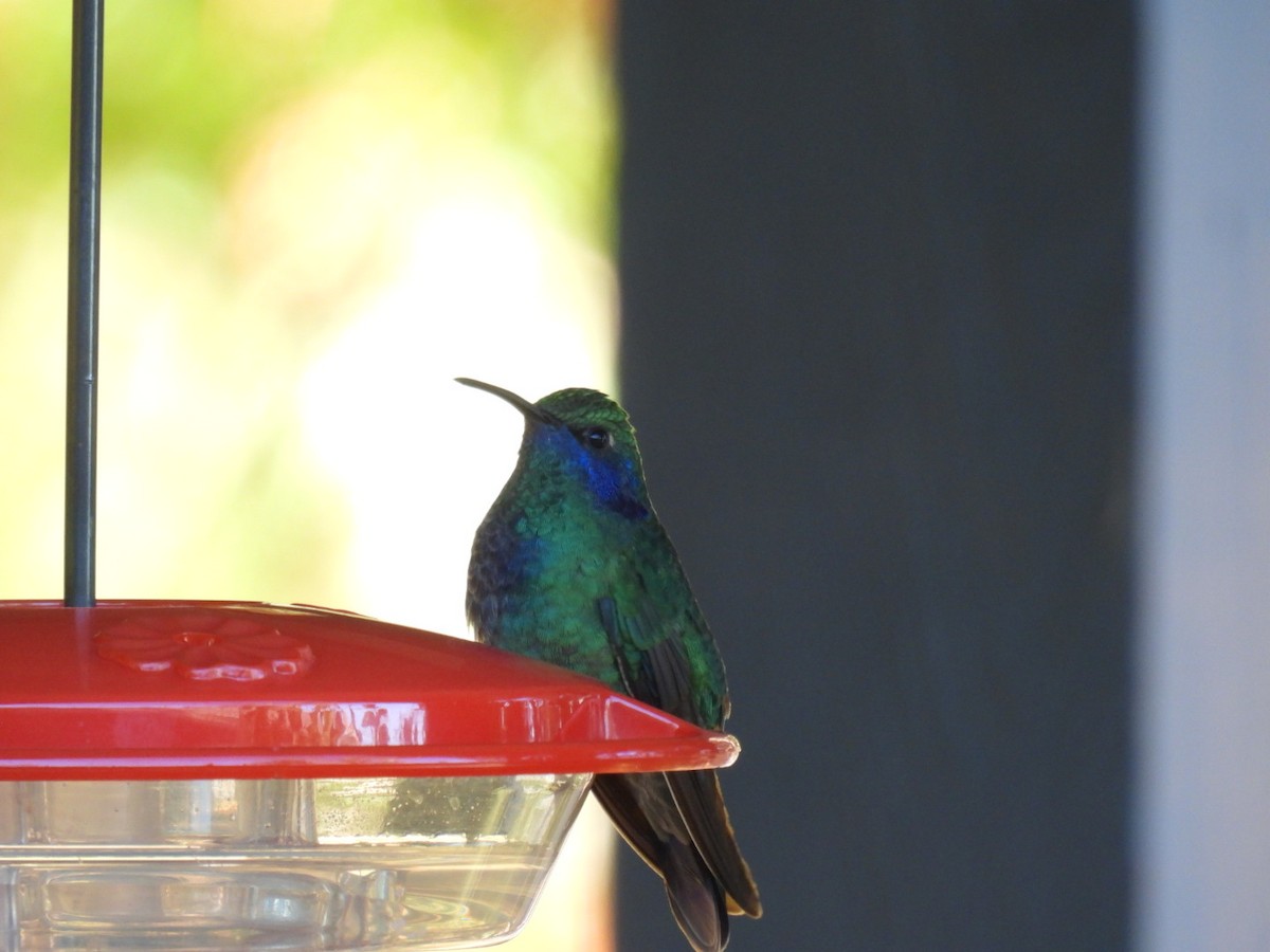 Colibri thalassin - ML643160087
