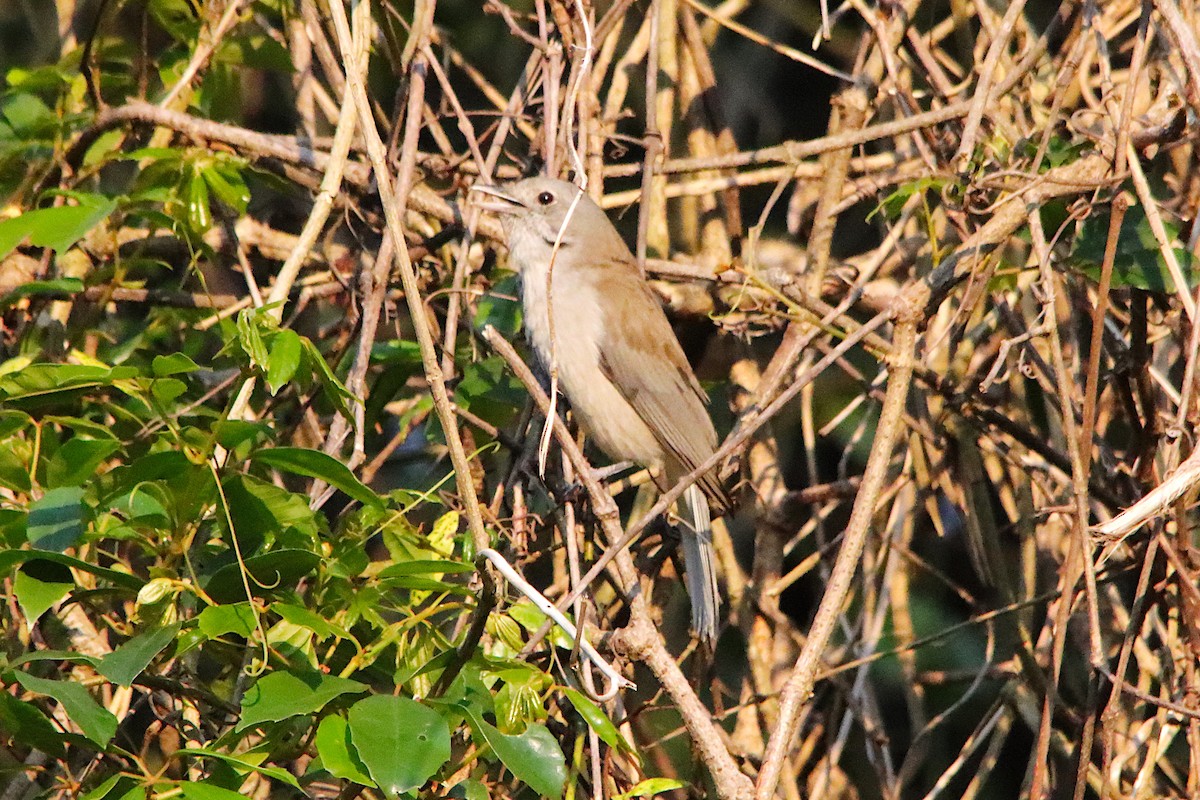Gray Shrikethrush - ML643160109