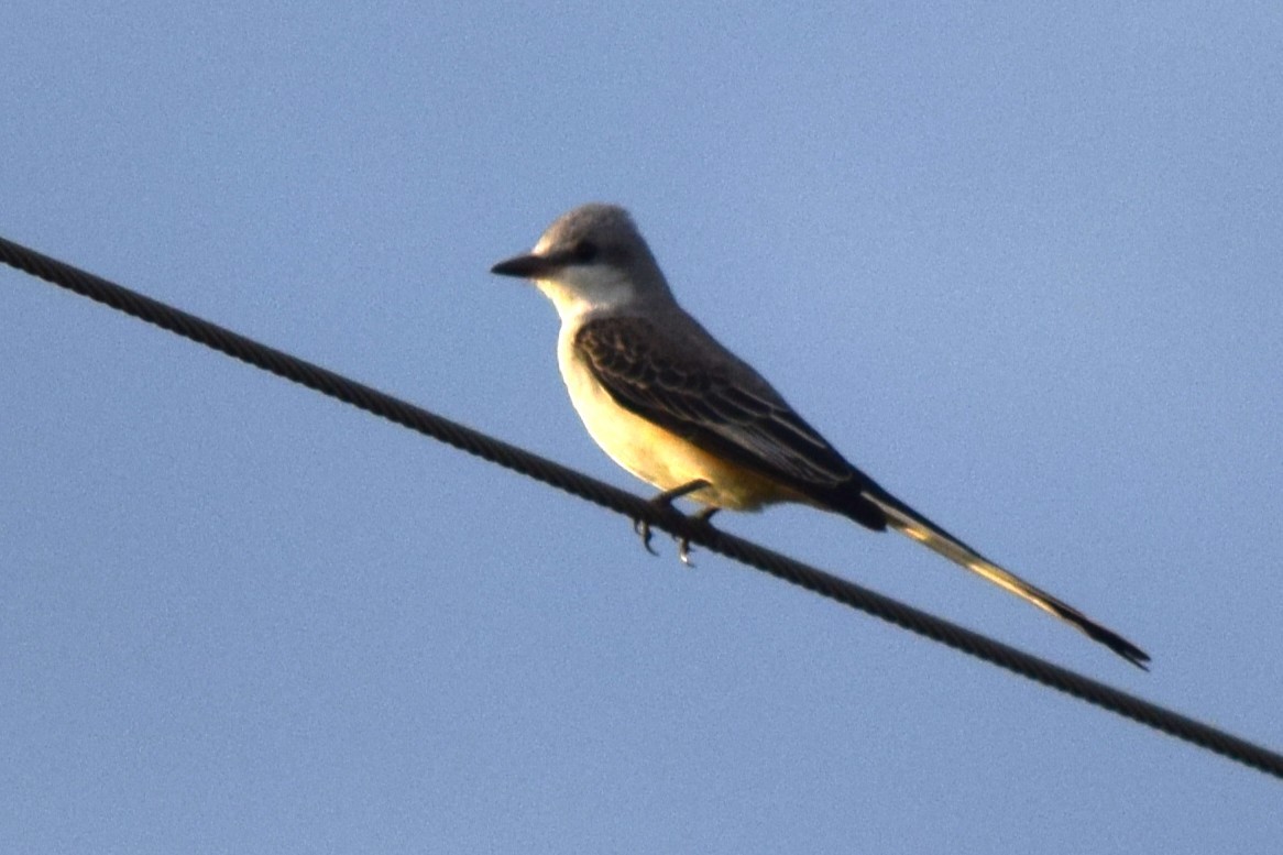 Scissor-tailed Flycatcher - ML643160132