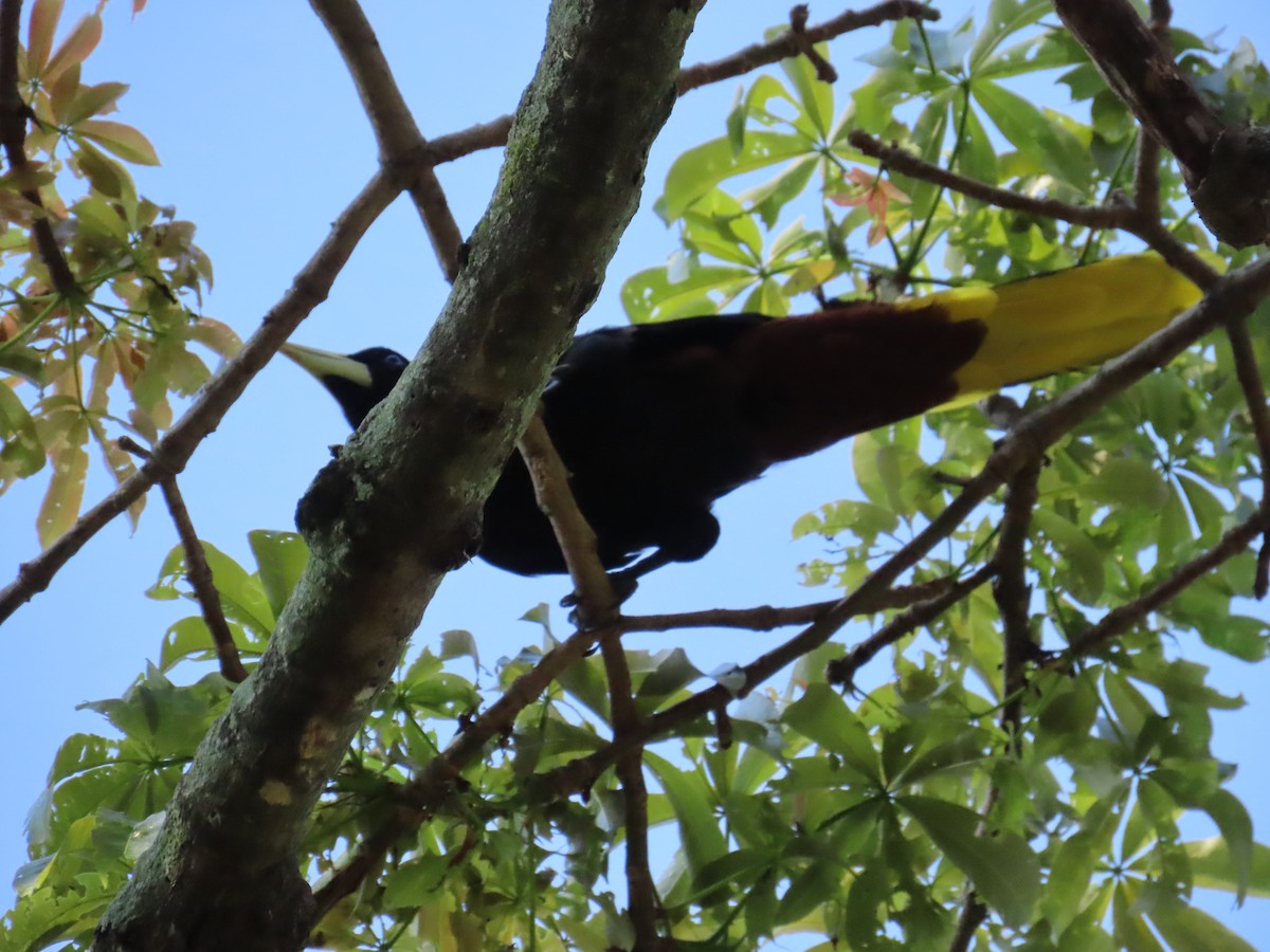 Crested Oropendola - ML643160155