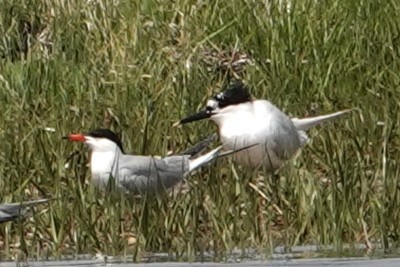 Sandwich Tern (Eurasian) - ML643160160