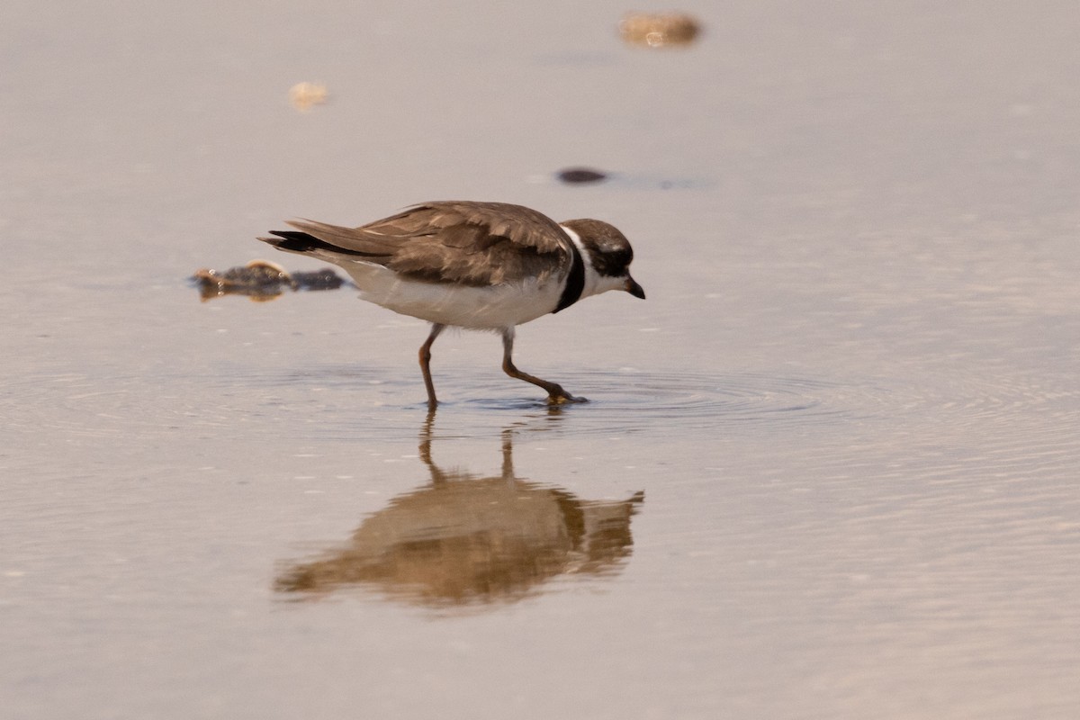 Semipalmated Plover - ML643160161