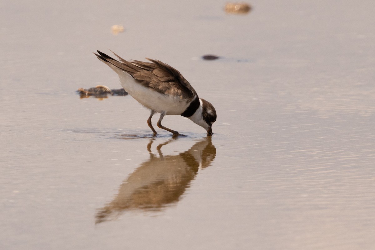 Semipalmated Plover - ML643160162