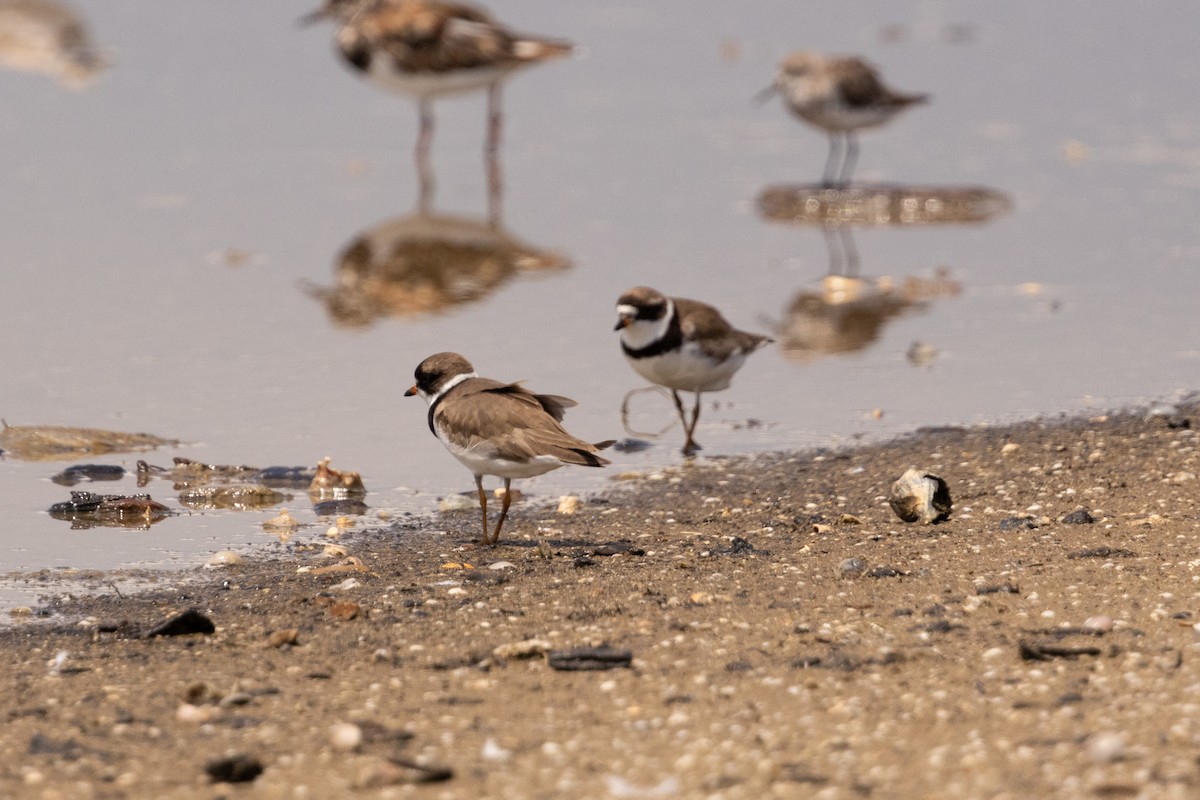 Semipalmated Plover - ML643160163