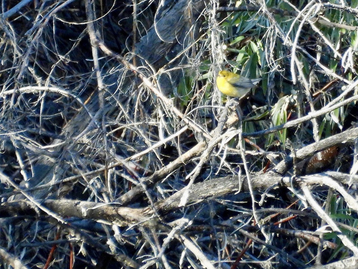 lesňáček zlatý - ML643160165