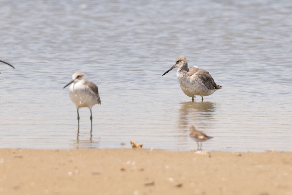 Willet - ML643160217