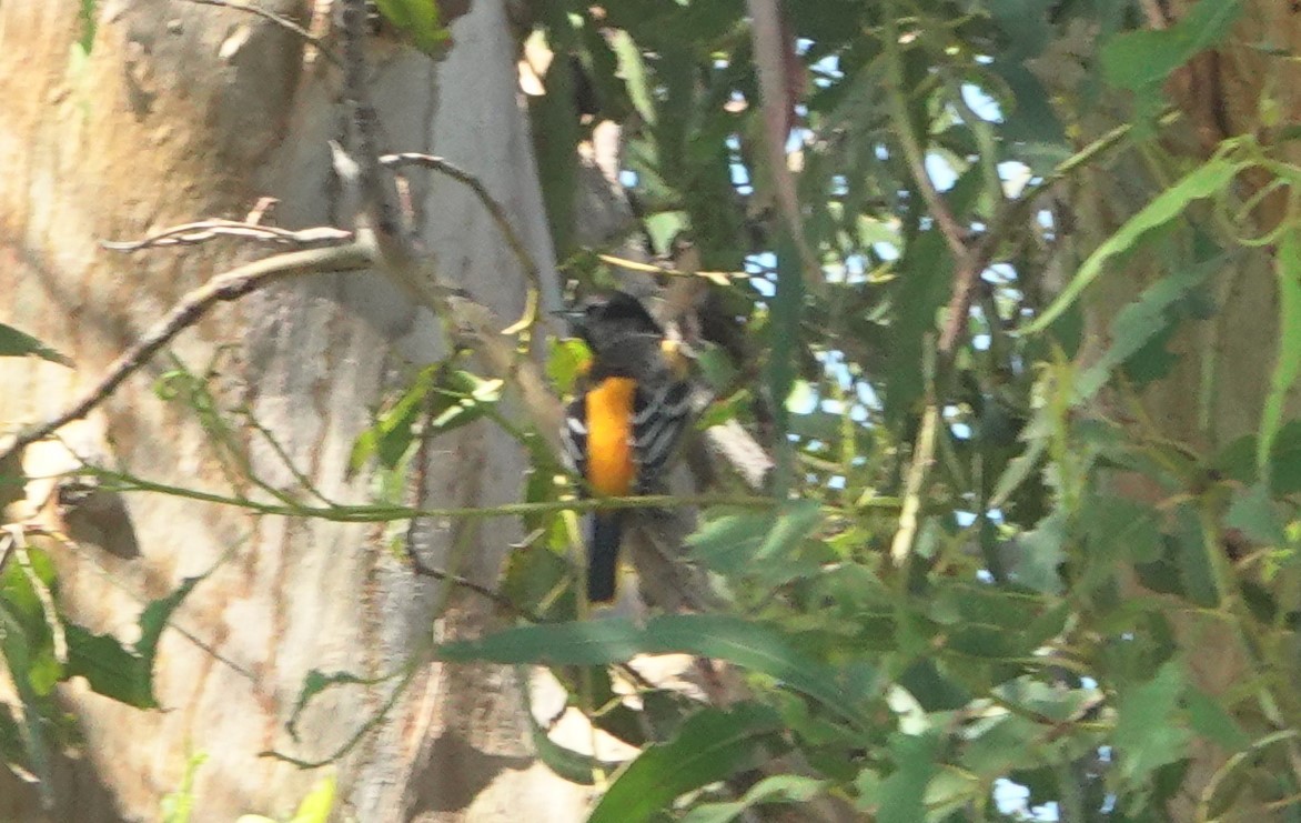 Baltimore Oriole - ML643160222