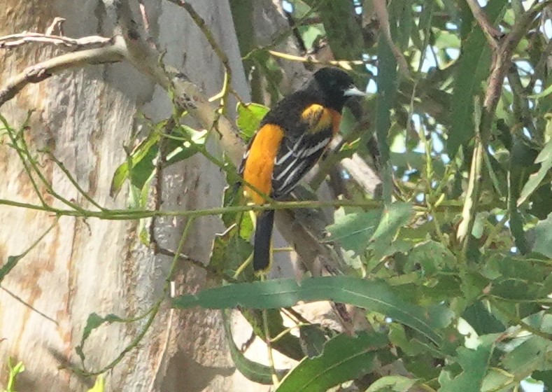 Baltimore Oriole - ML643160223