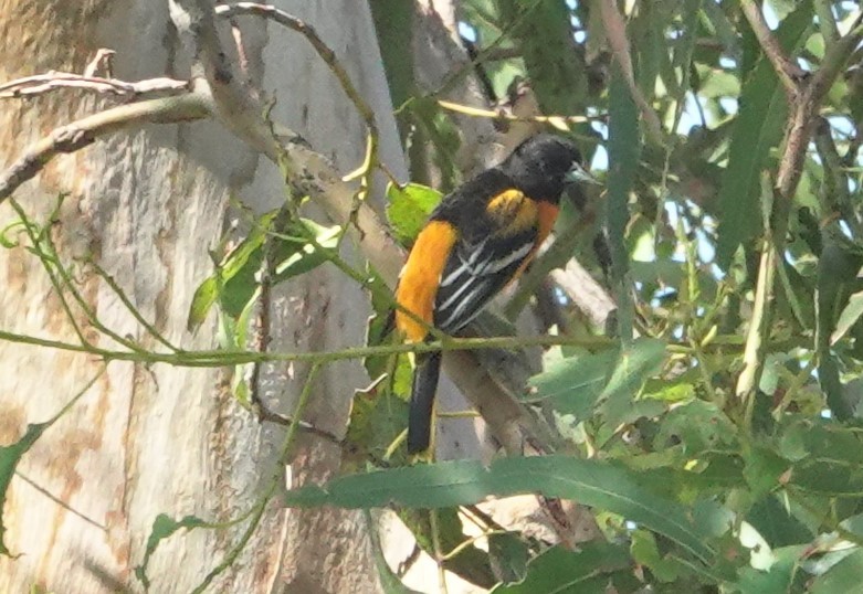 Baltimore Oriole - ML643160224