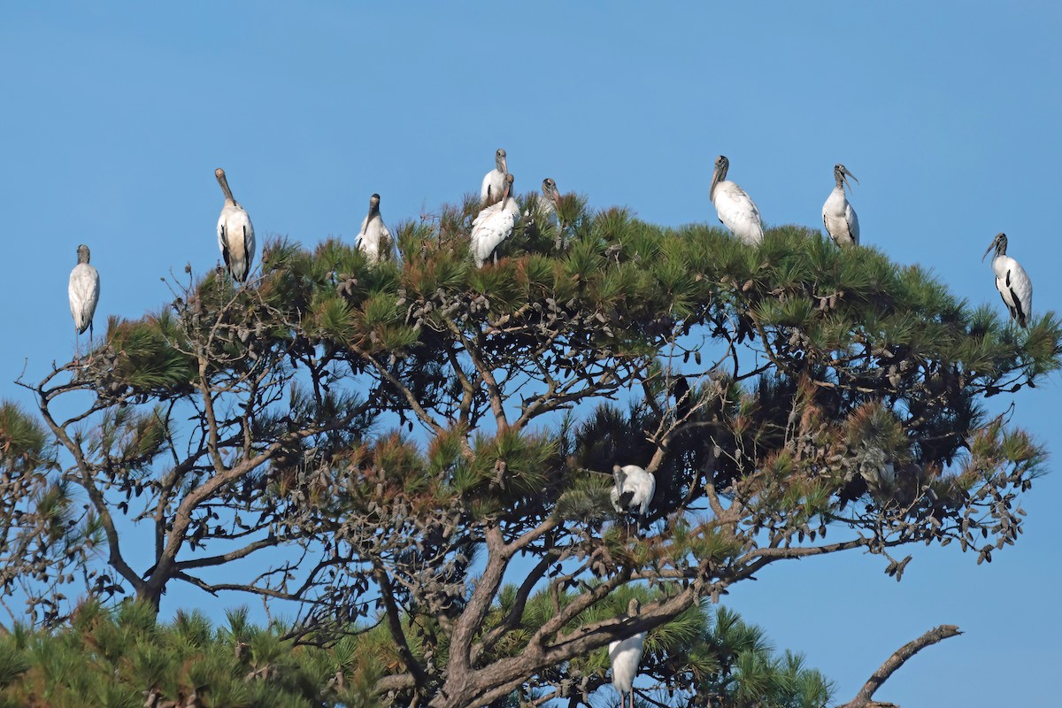 Wood Stork - ML643160228