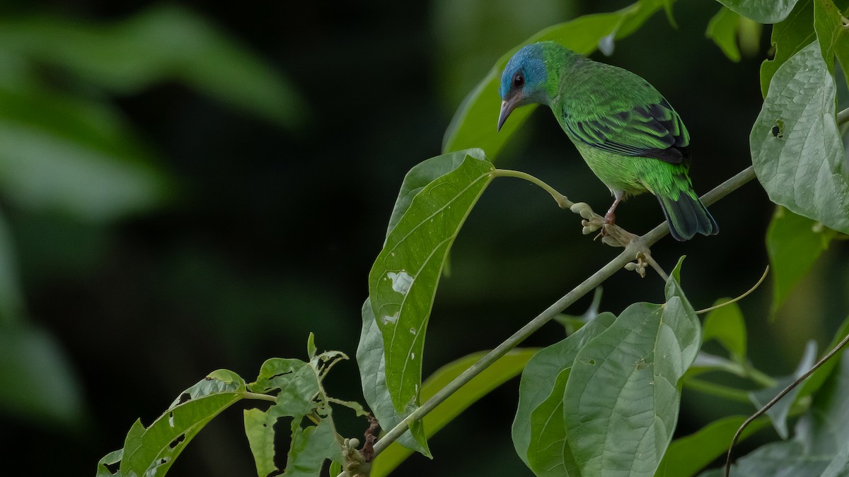 Blue Dacnis - ML643160229