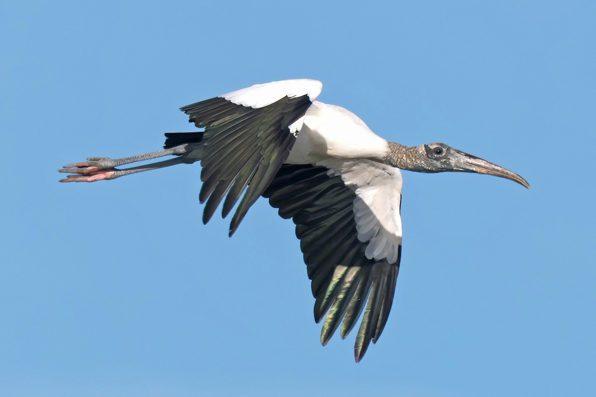 Wood Stork - ML643160230