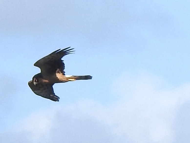 Northern Harrier - ML643160231