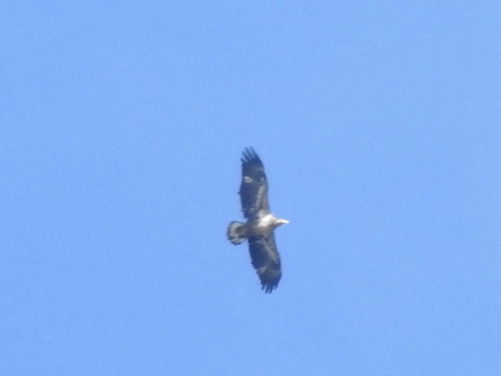 Bald Eagle - ML643160252