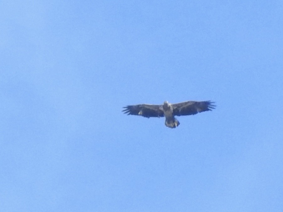 Bald Eagle - ML643160253
