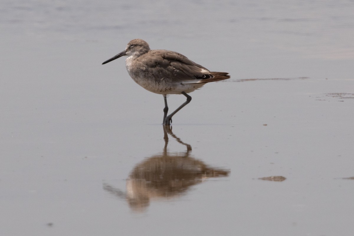 Willet - ML643160262