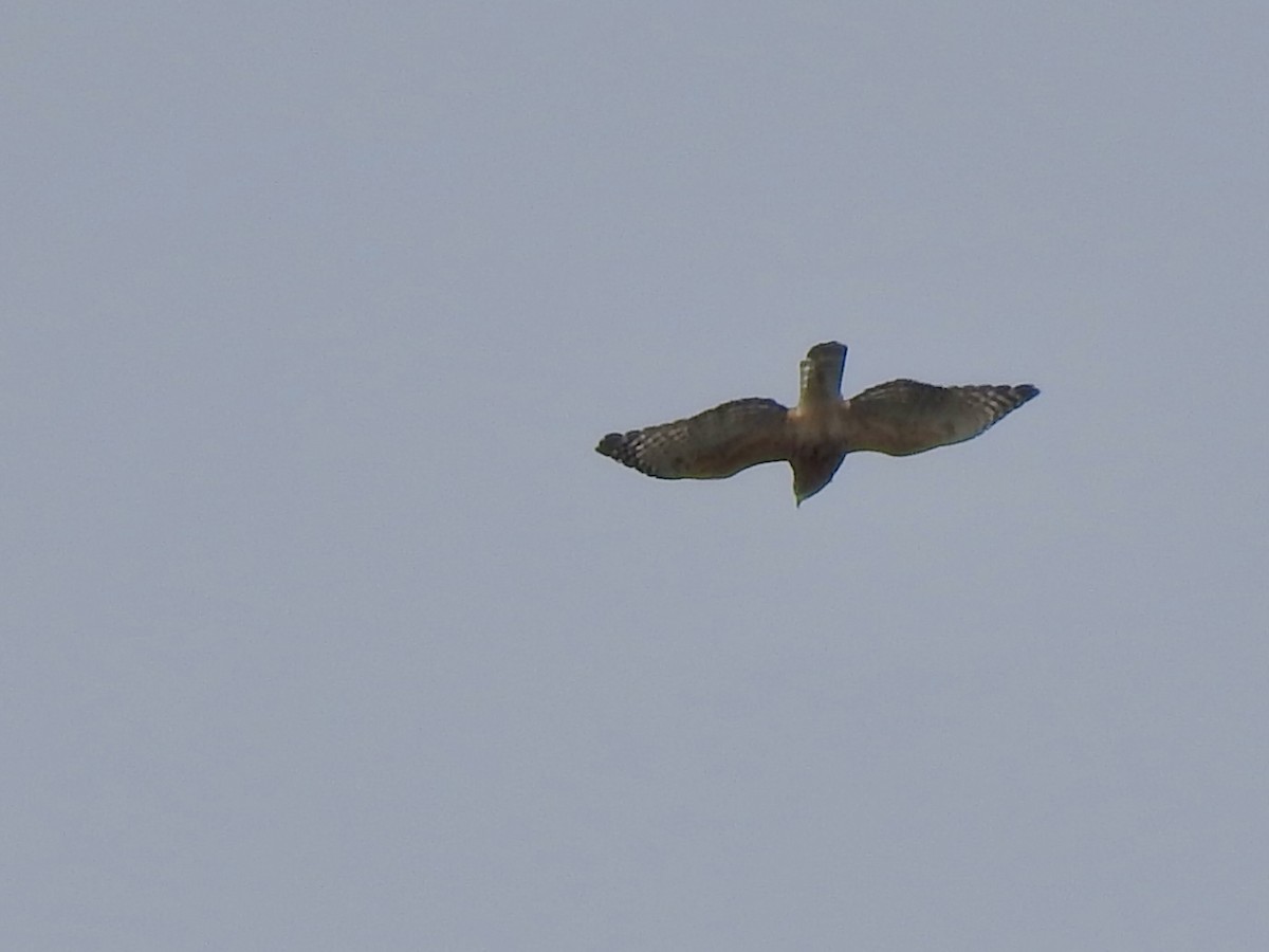 Red-shouldered Hawk - ML643160270