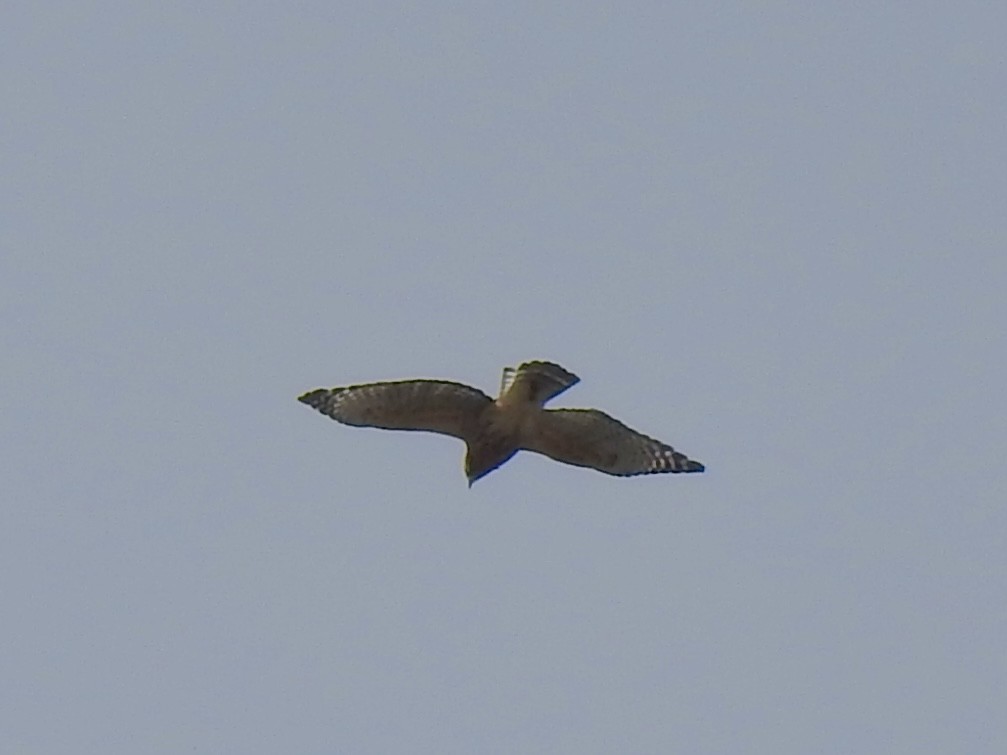 Red-shouldered Hawk - ML643160271
