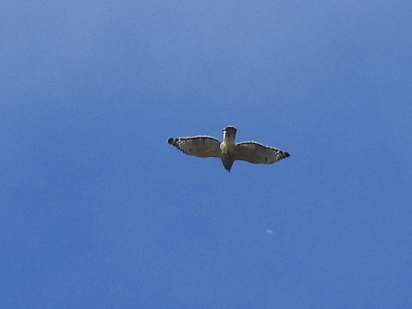 Red-shouldered Hawk - ML643160272