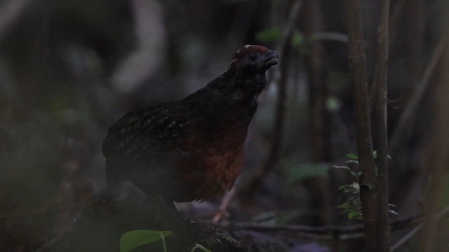 Black-eared Wood-Quail - ML643160283