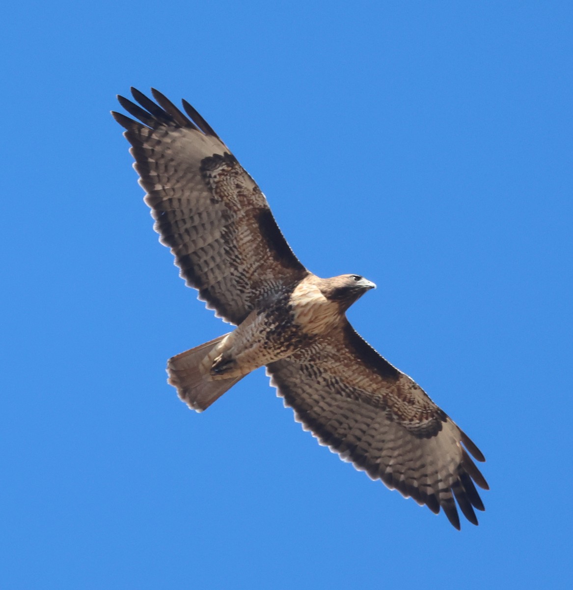 Red-tailed Hawk (calurus/alascensis) - ML643160292