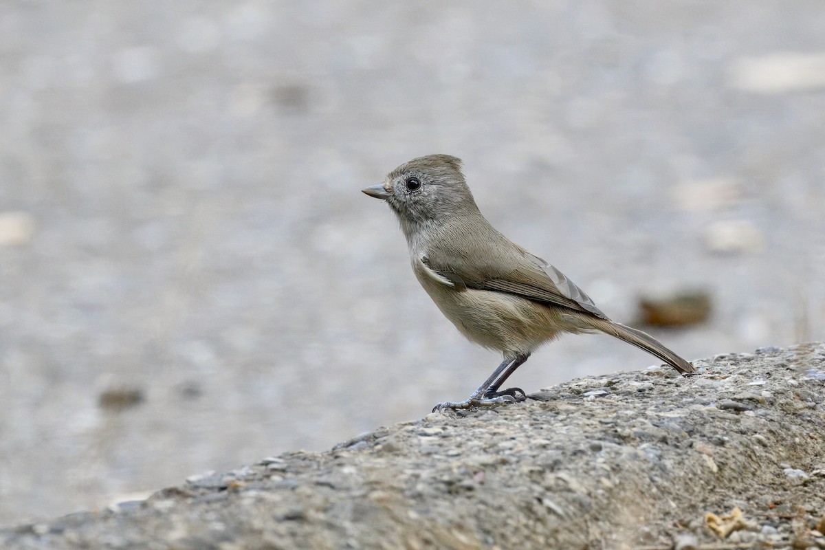 Oak Titmouse - ML643160298