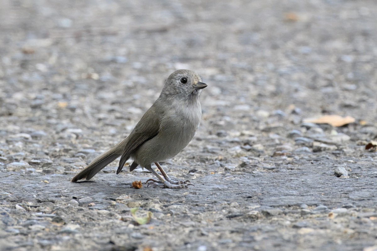 Oak Titmouse - ML643160303