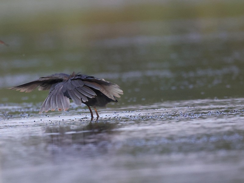 Black Heron - ML643160305