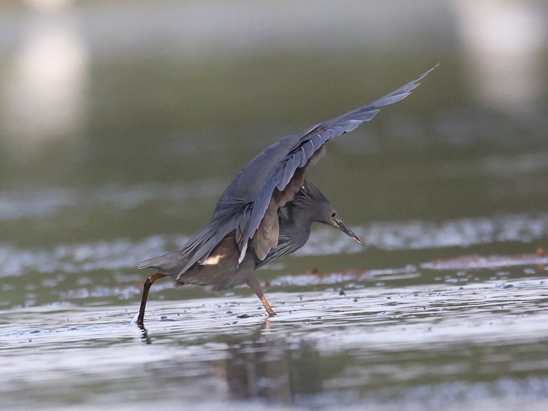 Black Heron - ML643160306