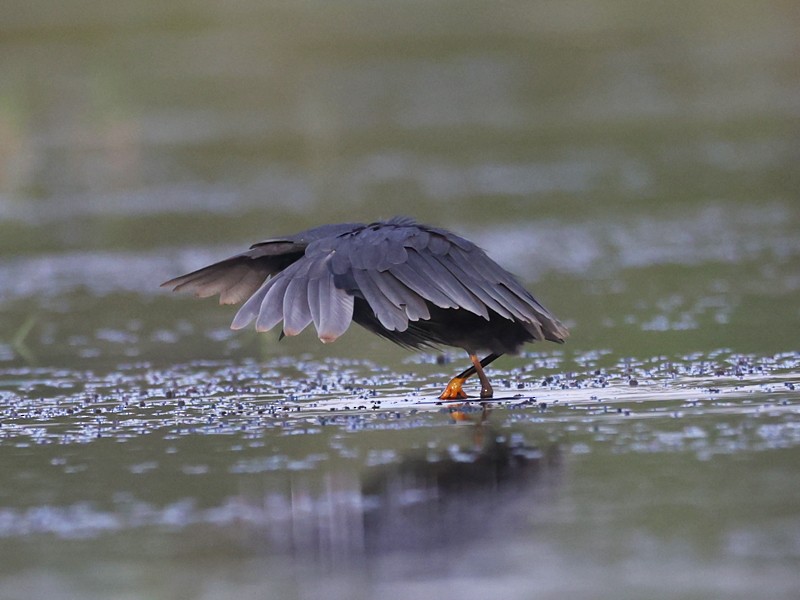 Black Heron - ML643160309