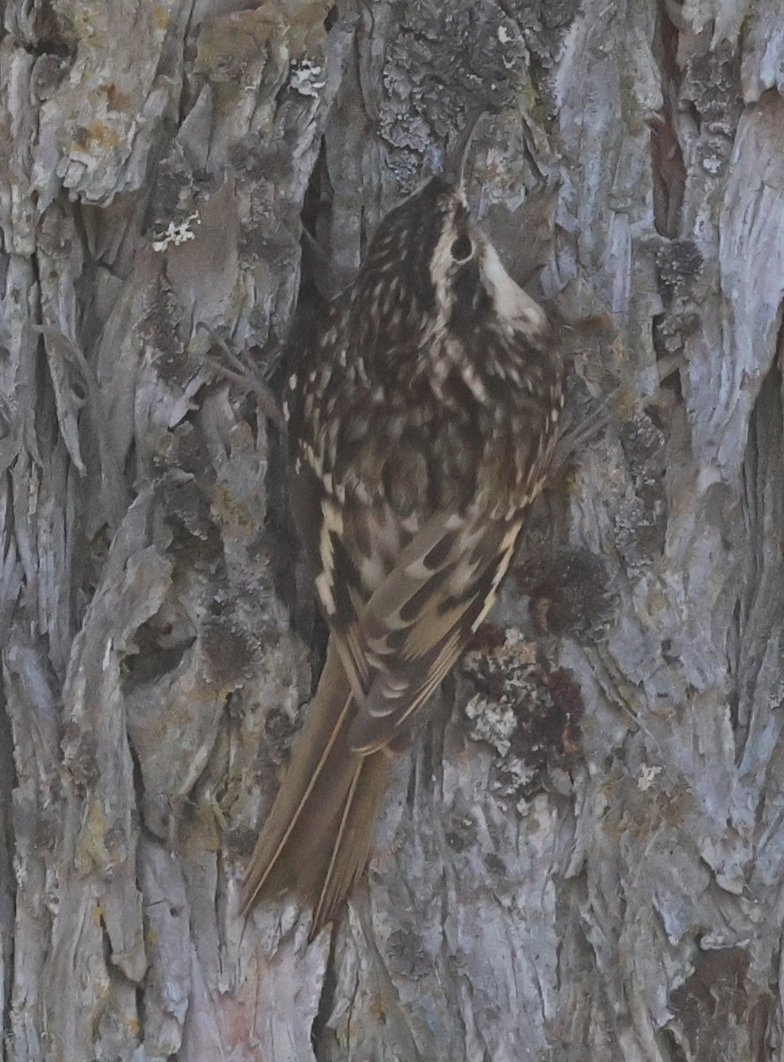 Brown Creeper - ML643160311