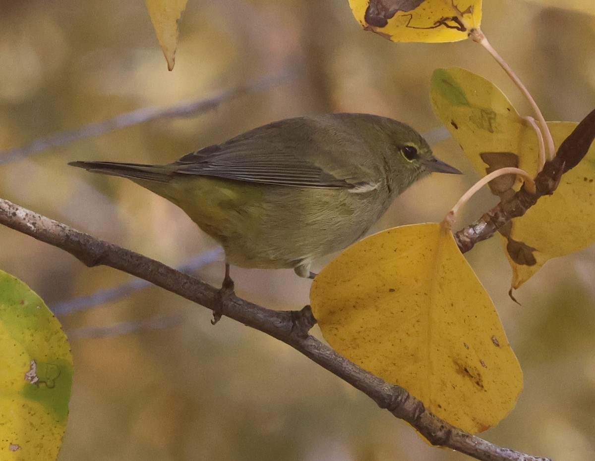 Orange-crowned Warbler - ML643160319