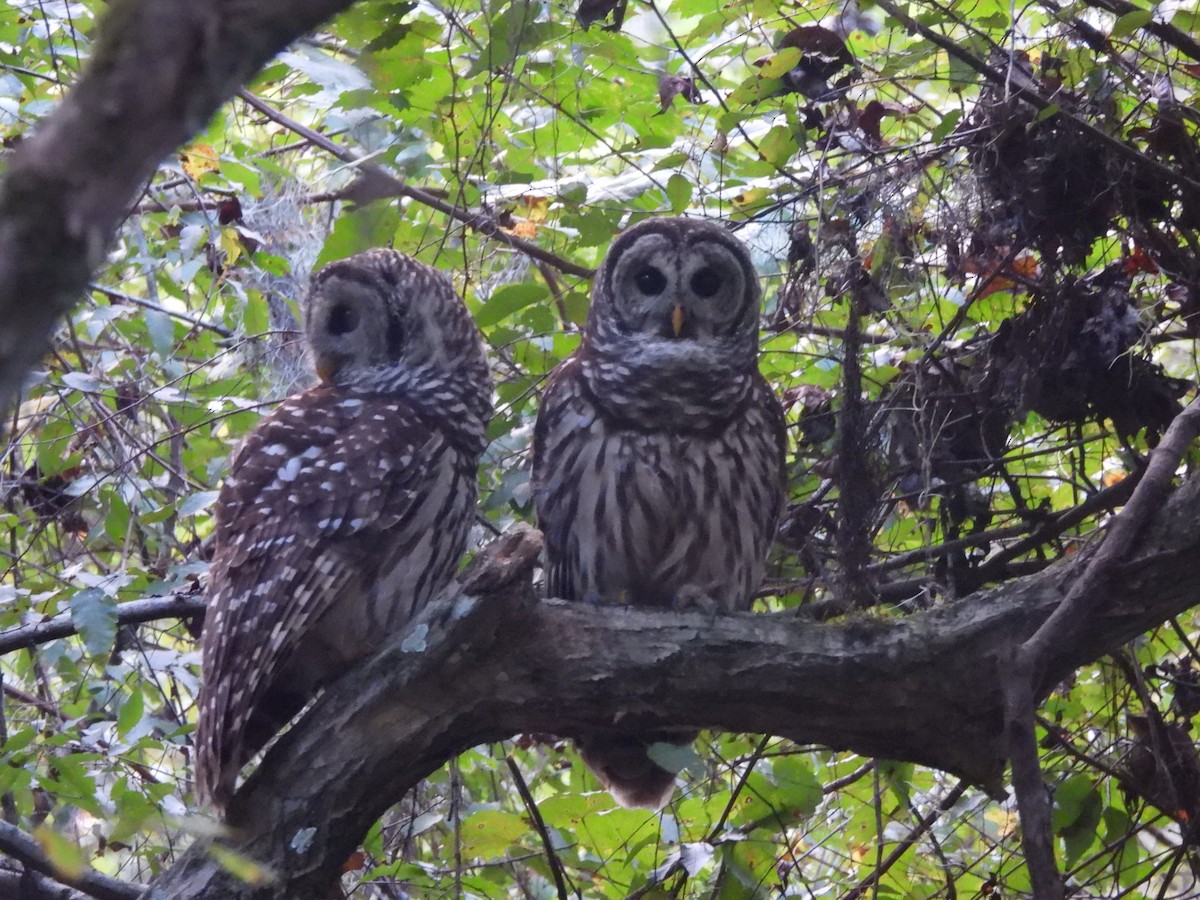 puštík proužkovaný - ML643160321