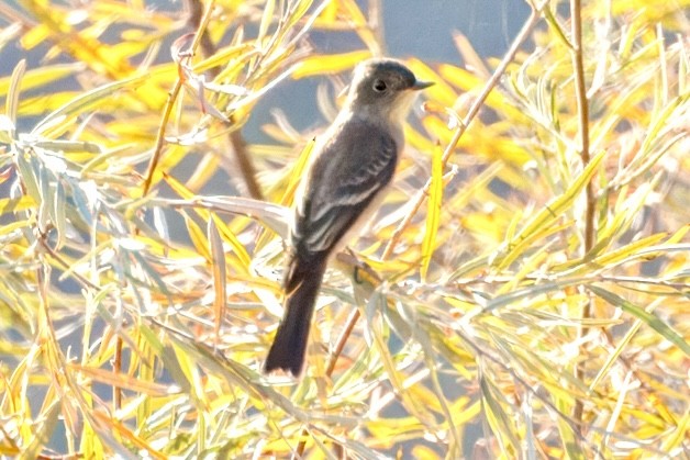 Willow Flycatcher - ML643160329