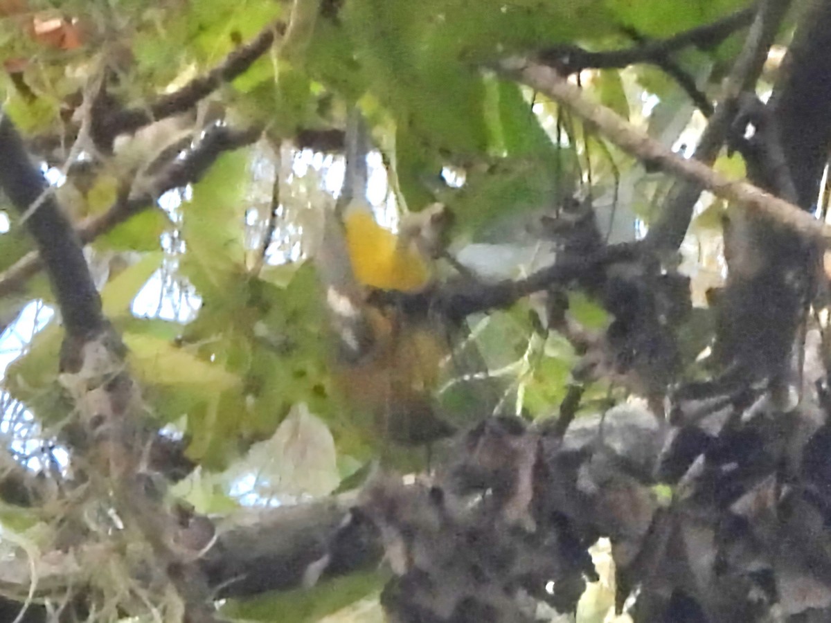 lesňáček modrokřídlý - ML643160331